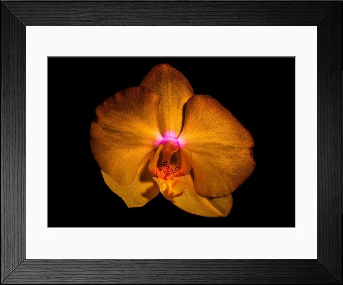 Framed Print : isolated golden shining orchid blossom, macro on black background with detailed texture