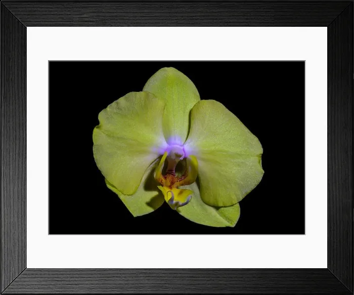 Framed Print : isolated pastel yellow orchid blossom, macro on black background with detailed texture Framed Print : isolated pastel yellow orchid blossom, macro on black background with detailed texture
