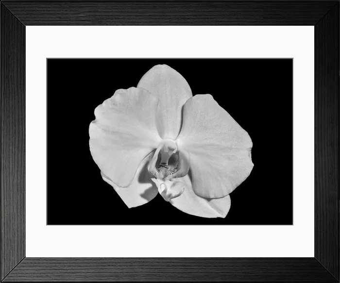 Framed Print : monochrome isolated white orchid blossom, macro on black background with detailed texture Framed Print : monochrome isolated white orchid blossom, macro on black background with detailed texture