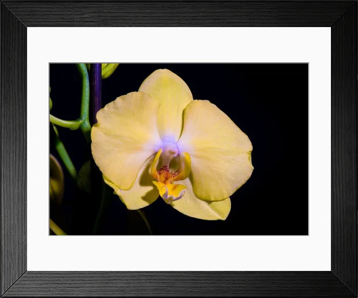 Framed Print : isolated yellow orchid blossom, green stem, macro on black background with detailed texture Framed Print : isolated yellow orchid blossom, green stem, macro on black background with detailed texture