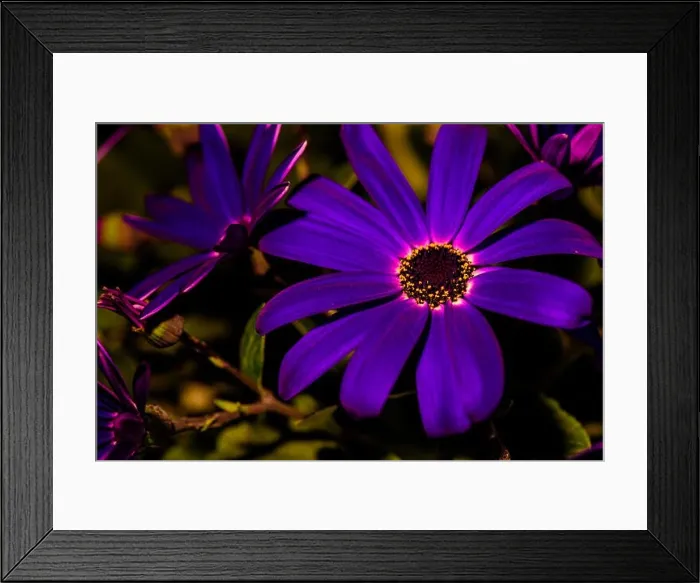 Framed Print : dark violet senecio blossom, natural background, outdoor color macro portrait of a single isolated flowering bloom Framed Print : dark violet senecio blossom, natural background, outdoor color macro portrait of a single isolated flowering bloom