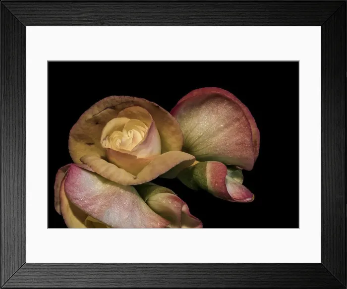Framed Print : pastel color begonia blossoms, black background, macro portrait, isolated blooms with detailed texture Framed Print : pastel color begonia blossoms, black background, macro portrait, isolated blooms with detailed texture