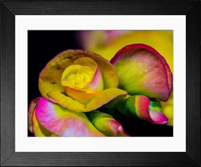 Framed Print : colorful begonia blossoms macro Framed Print : colorful begonia blossoms macro