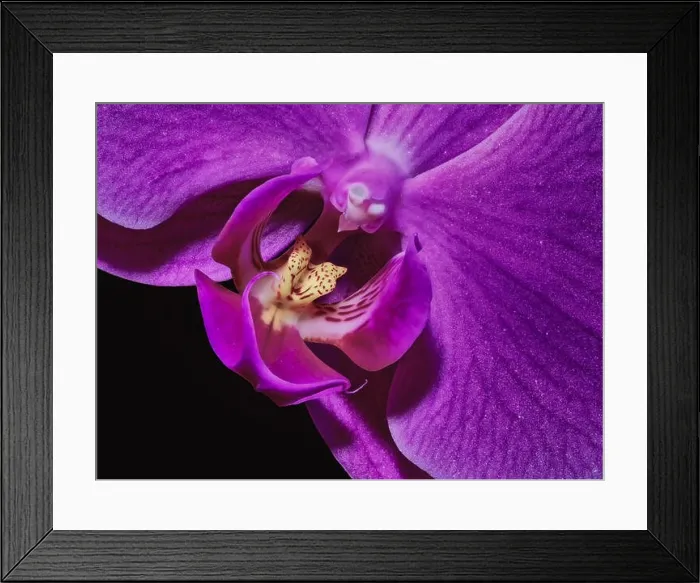 Framed Print : purple yellow orchid blossom heart macro, black background, detailed texture Framed Print : purple yellow orchid blossom heart macro, black background, detailed texture