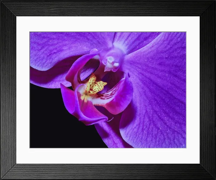 Framed Print : violet pink yellow orchid blossom heart macro, black background, detailed texture Framed Print : violet pink yellow orchid blossom heart macro, black background, detailed texture