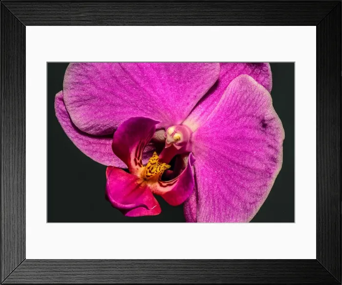Framed Print : violet pink yellow orchid blossom heart macro, black background, detailed texture Framed Print : violet pink yellow orchid blossom heart macro, black background, detailed texture