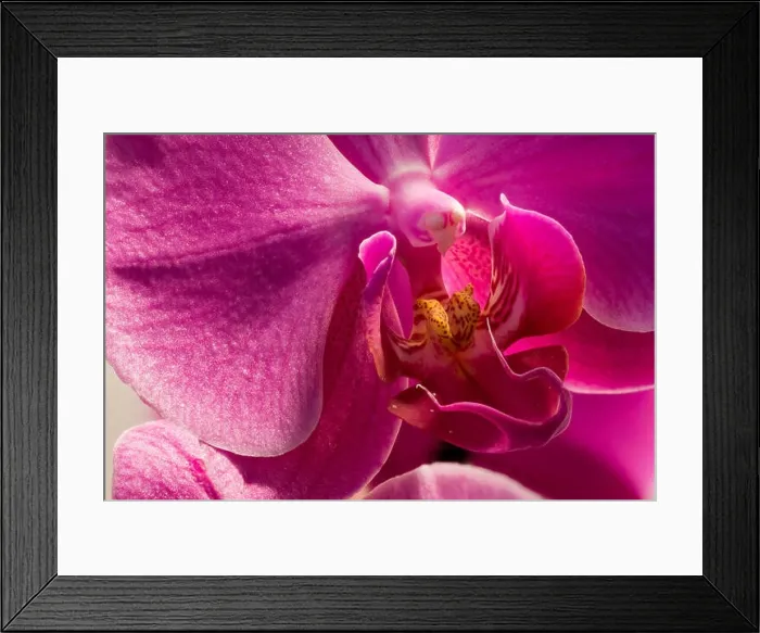 Framed Print : Orchid blossom heart, bright fine art detailed floral color macro portrait of a isolated single pink Framed Print : Orchid blossom heart, bright fine art detailed floral color macro portrait of a isolated single pink