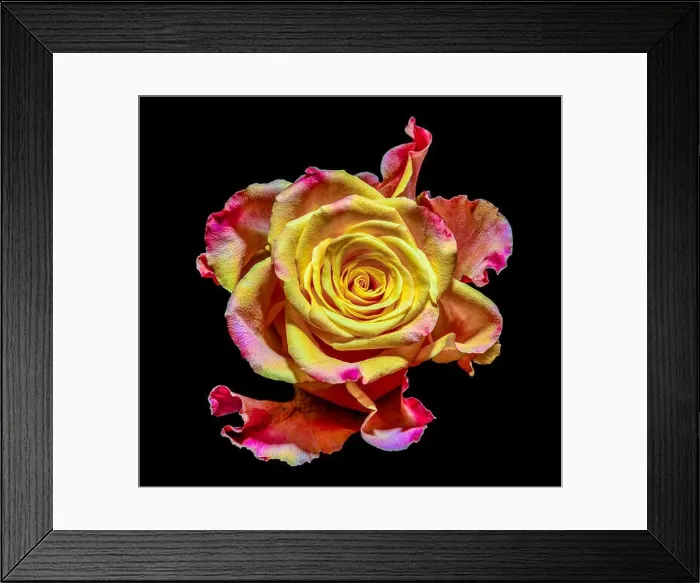 Framed Print : Surrealistic bright rose blossom macro fantasy portrait Framed Print : Surrealistic bright rose blossom macro fantasy portrait