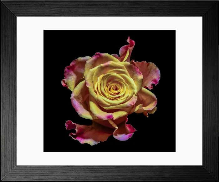 Framed Print : Surrealistic rose blossom macro fantasy portrait Framed Print : Surrealistic rose blossom macro fantasy portrait