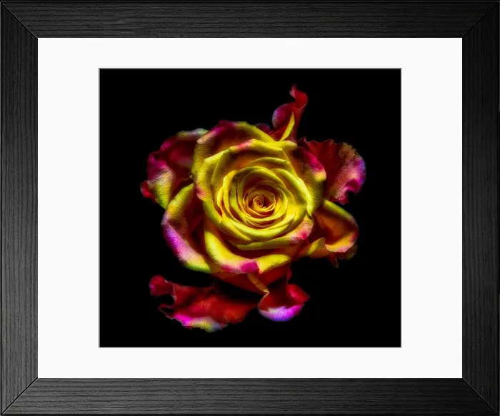 Framed Print : Surrealistic rose blossom macro fantasy portrait