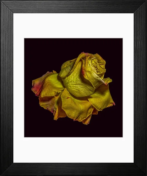 Framed Print : Golden metallic aged surreal rose blossom Framed Print : Golden metallic aged surreal rose blossom