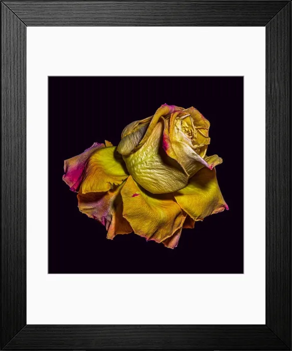 Framed Print : Golden metallic aged surreal rose blossom Framed Print : Golden metallic aged surreal rose blossom