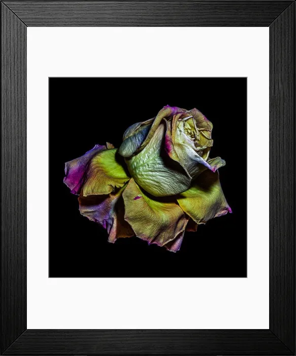 Framed Print : rainbow colored surrealistic metallic rose macro Framed Print : rainbow colored surrealistic metallic rose macro