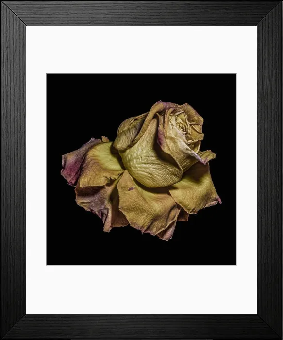 Framed Print : surrealistic yellow rose blossom portrait Framed Print : surrealistic yellow rose blossom portrait