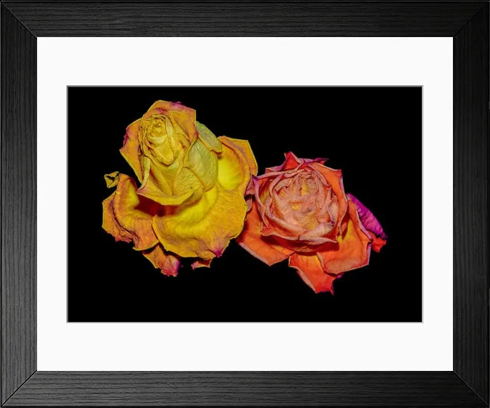 Framed Print : surreal aged yellow orange rose blossom couple macro Framed Print : surreal aged yellow orange rose blossom couple macro