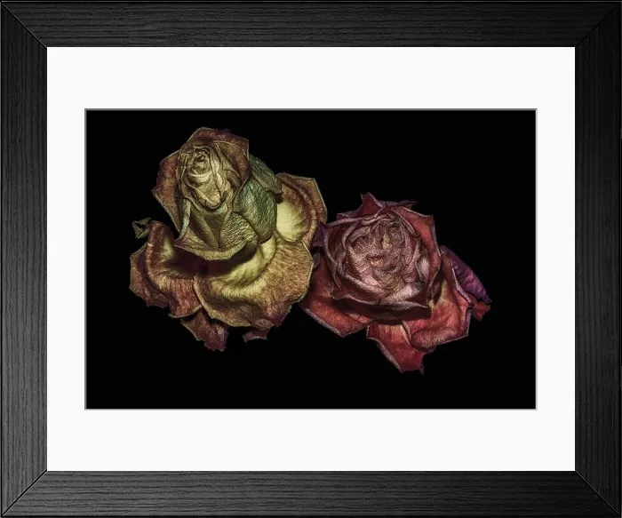 Framed Print : aged metallic surreal golden red rose couple macro portrait Framed Print : aged metallic surreal golden red rose couple macro portrait
