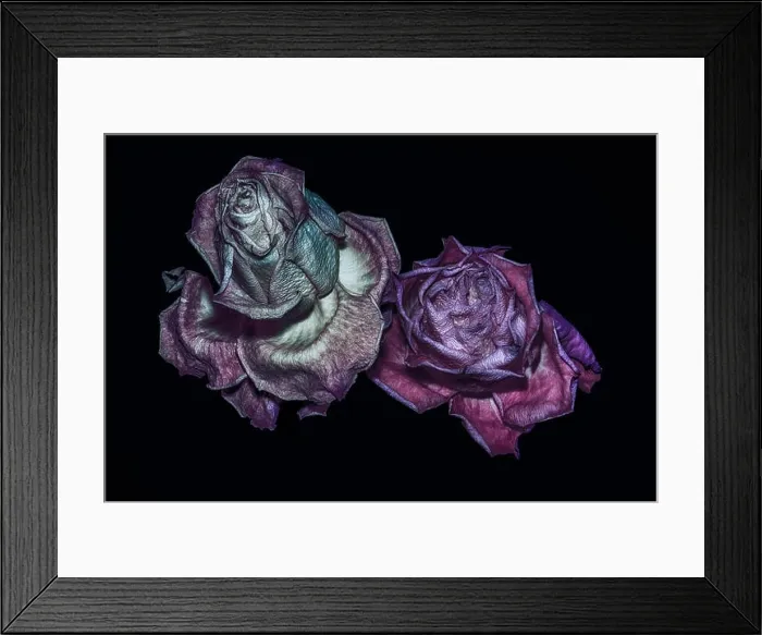Framed Print : aged metallic dark purple pink rose couple macro portrait Framed Print : aged metallic dark purple pink rose couple macro portrait