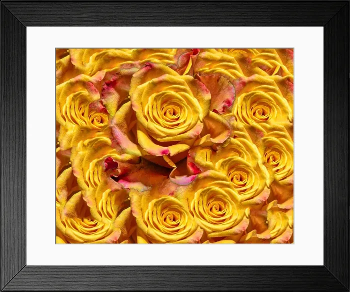 Framed Print : Fine art floral color background rose pattern of an open yellow orange Framed Print : Fine art floral color background rose pattern of an open yellow orange