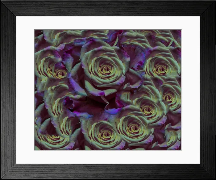 Framed Print : Fine art floral color background rose pattern of an open yellow violet purple green bloom Framed Print : Fine art floral color background rose pattern of an open yellow violet purple green bloom