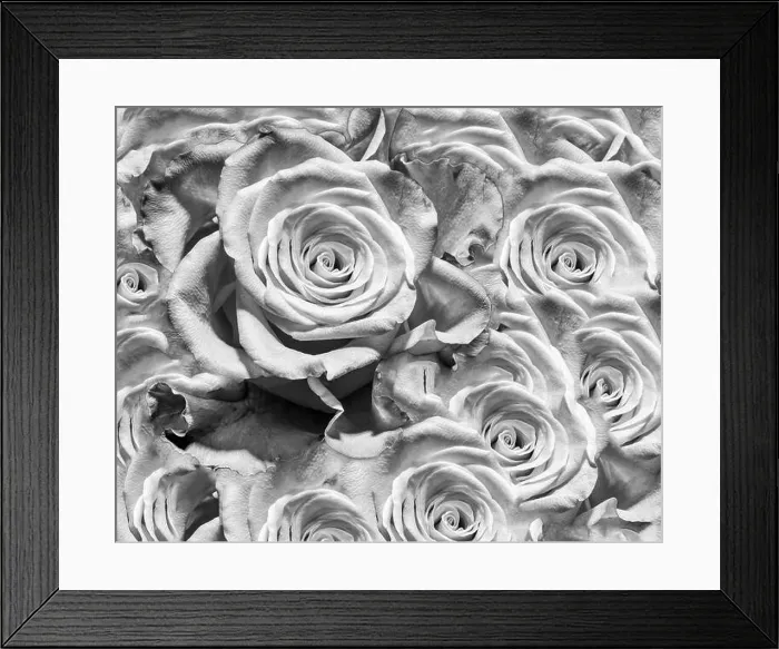 Framed Print : Fine art floral monochrome background rose pattern of an open bloom Framed Print : Fine art floral monochrome background rose pattern of an open bloom