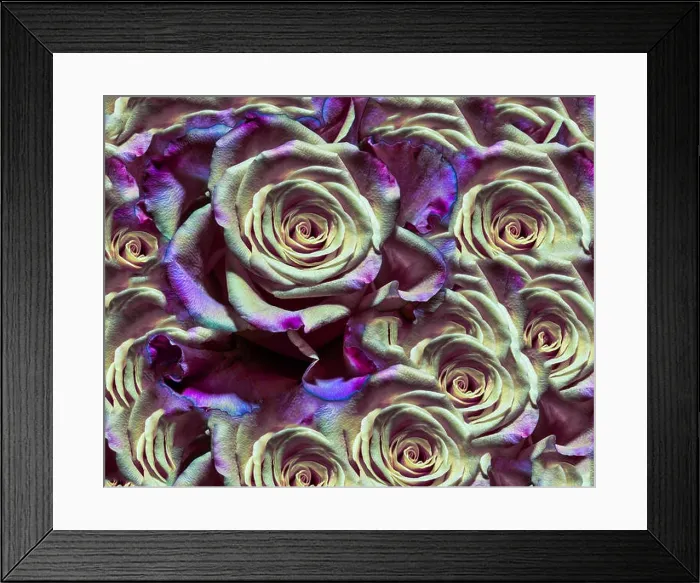 Framed Print : Yellow Violet Floral Rose Background Pattern Framed Print : Yellow Violet Floral Rose Background Pattern