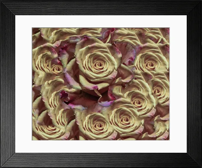 Framed Print : Fine art floral color background rose pattern of an open yellow violet purple pink bloom
