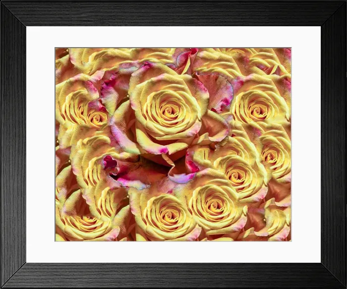 Framed Print : Fine art floral color background rose pattern of an open yellow violet purple pink open bloom in bright colors for Framed Print : Fine art floral color background rose pattern of an open yellow violet purple pink open bloom in bright colors for