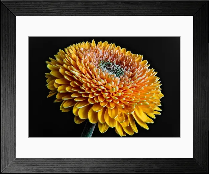 Framed Print : Colorful sunlit gerbera blossom in optimistic happy open minded mood Framed Print : Colorful sunlit gerbera blossom in optimistic happy open minded mood