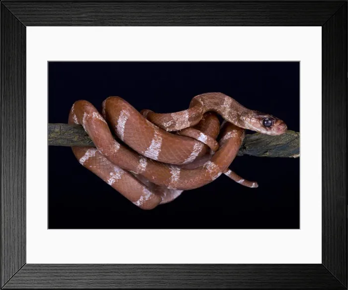Framed Print : Striped Malagasy tree snake, Parastenophis betsileanus Framed Print : Striped Malagasy tree snake, Parastenophis betsileanus