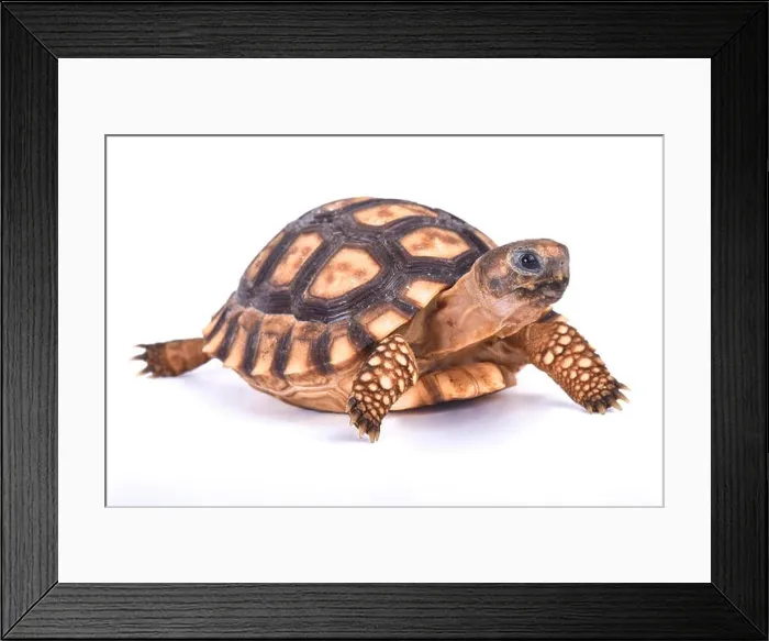 Framed Print : Chaco tortoise, Chelonoidis chilensis Framed Print : Chaco tortoise, Chelonoidis chilensis