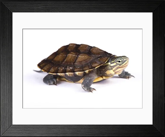 Framed Print : Annam leaf turtle, Mauremys annamensis