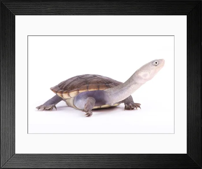 Framed Print : New Guinea snake-necked turtle, Chelodina novaeguineae Framed Print : New Guinea snake-necked turtle, Chelodina novaeguineae