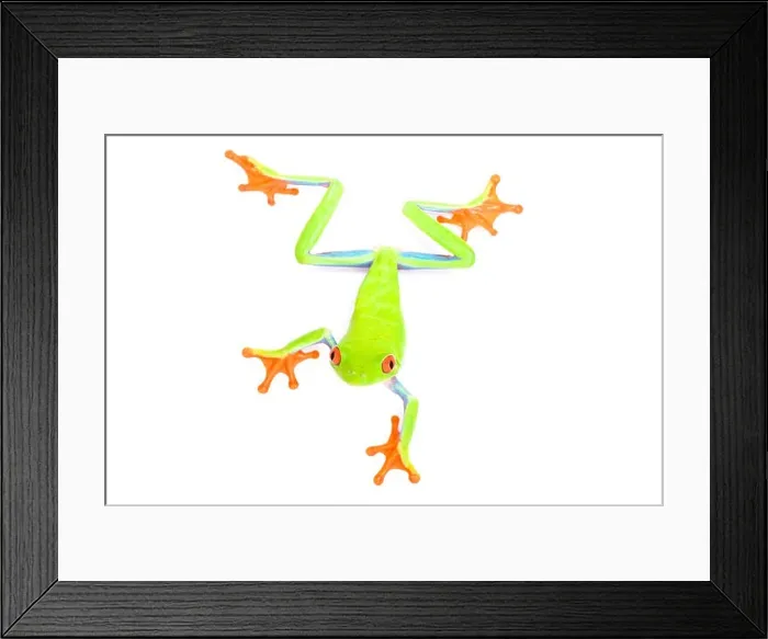 Framed Print : Red-eyed tree frog, Agalychnis callidryas Framed Print : Red-eyed tree frog, Agalychnis callidryas