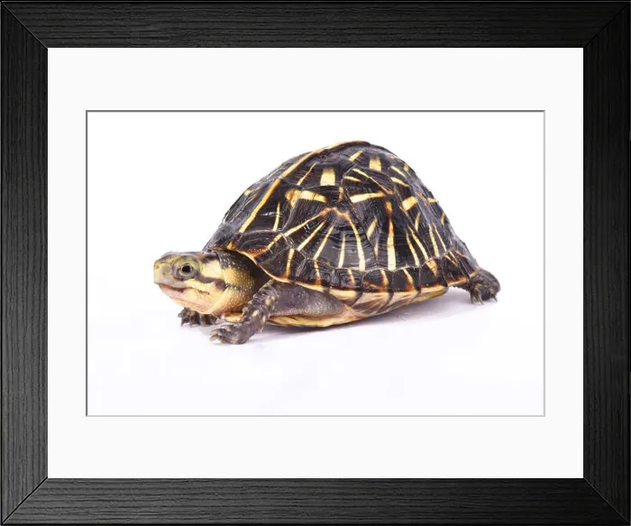 Framed Print : Florida box turtle, Terrapene carolina bauri Framed Print : Florida box turtle, Terrapene carolina bauri
