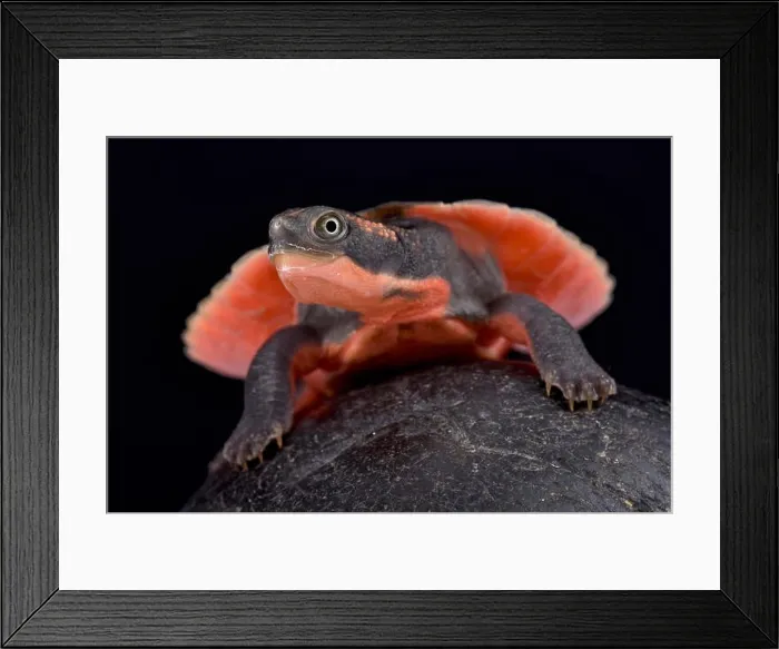 Framed Print : Pink-bellied turtle, Elseya schultzei Framed Print : Pink-bellied turtle, Elseya schultzei
