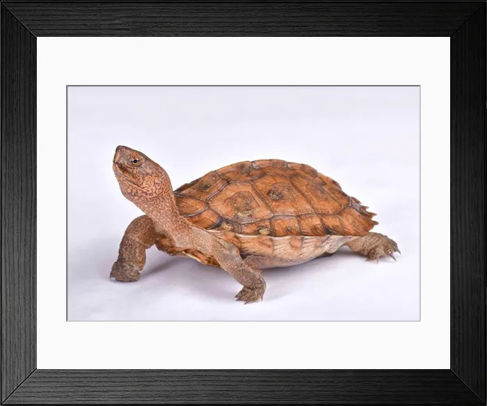 Framed Print : Giant Asian pond turtle, Heosemys grandis Framed Print : Giant Asian pond turtle, Heosemys grandis