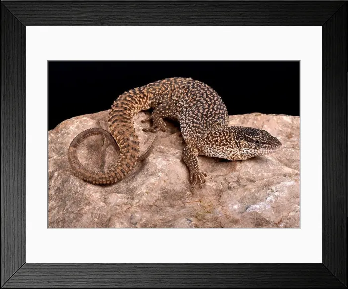 Framed Print : Northern Blunt-spined Monitor, Varanus primordius Framed Print : Northern Blunt-spined Monitor, Varanus primordius
