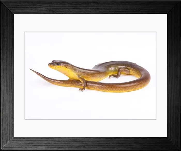 Framed Print : Yellow diving skink, Amphiglossus astrolabi Framed Print : Yellow diving skink, Amphiglossus astrolabi