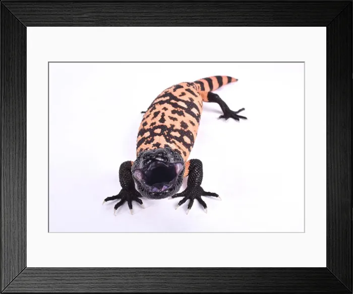 Framed Print : Banded gila monster, Heloderma suspectum cinctum Framed Print : Banded gila monster, Heloderma suspectum cinctum