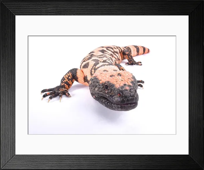 Framed Print : Banded gila monster, Heloderma suspectum cinctum Framed Print : Banded gila monster, Heloderma suspectum cinctum