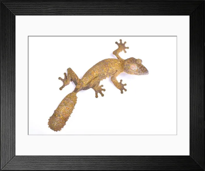 Framed Print : Leaf-tailed gecko, Uroplatus henkeli Framed Print : Leaf-tailed gecko, Uroplatus henkeli