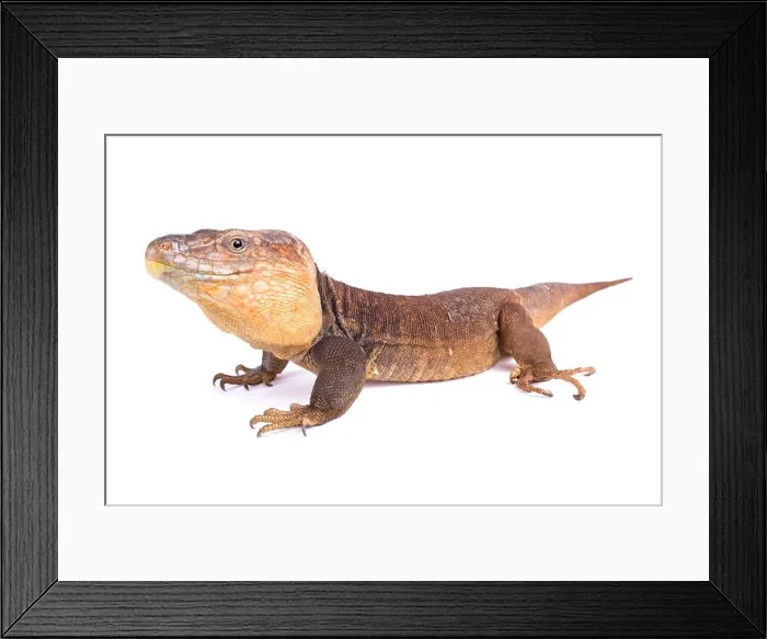 Framed Print : Gran Canaria giant lizard, Gallotia stehlini Framed Print : Gran Canaria giant lizard, Gallotia stehlini