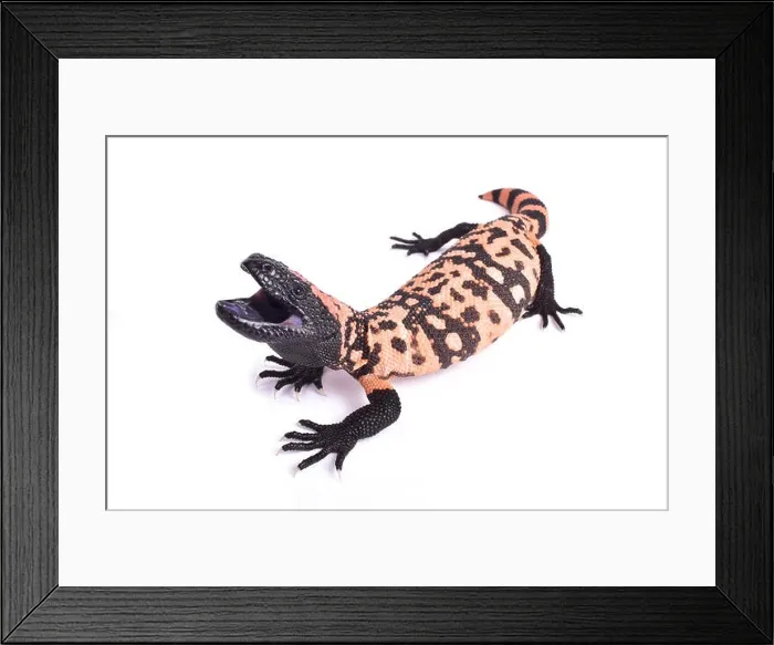 Framed Print : Banded gila monster, Heloderma suspectum cinctum Framed Print : Banded gila monster, Heloderma suspectum cinctum