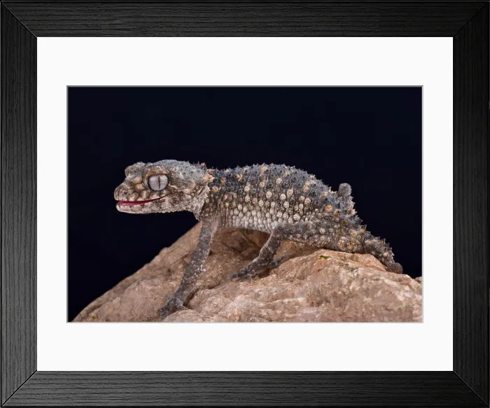 Framed Print : Prickly knob-tailed gecko, Nephrurus asper Framed Print : Prickly knob-tailed gecko, Nephrurus asper