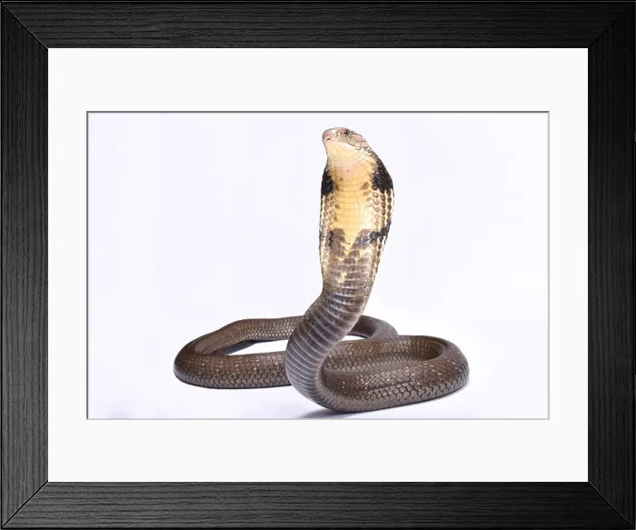 Framed Print : King cobra (Ophiophagus hannah) Framed Print : King cobra (Ophiophagus hannah)
