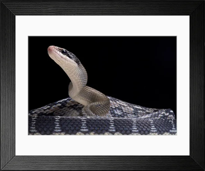 Framed Print : Blue beauty rat snake (Orthriophis taeniurus)