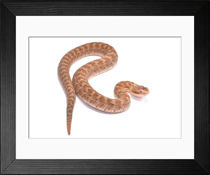 Framed Print : Short-tailed Mamushi, Gloydius brevicaudus, female Framed Print : Short-tailed Mamushi, Gloydius brevicaudus, female