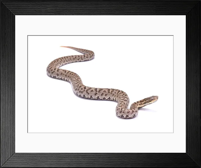 Framed Print : Short-tailed Mamushi, Gloydius brevicaudus, male Framed Print : Short-tailed Mamushi, Gloydius brevicaudus, male