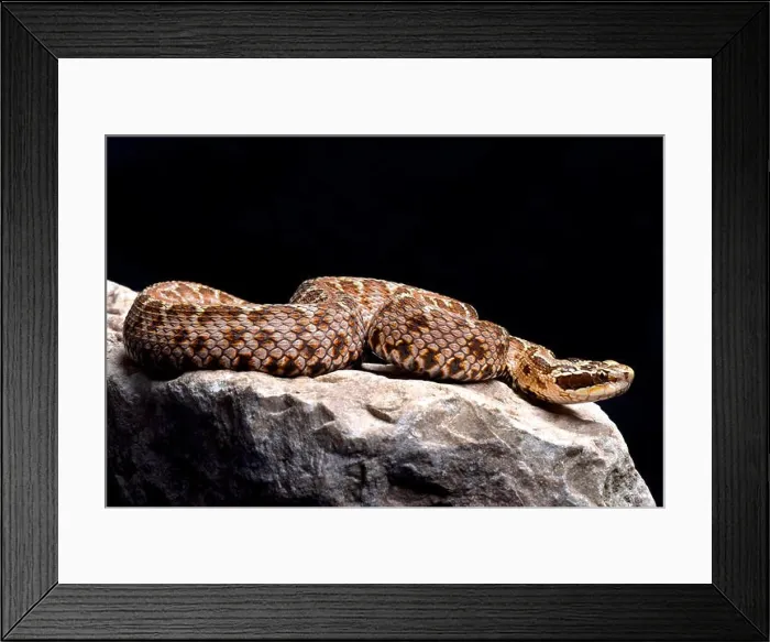 Framed Print : Siberian pit viper, Gloydius halys Framed Print : Siberian pit viper, Gloydius halys