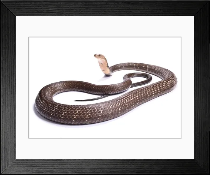 Framed Print : King cobra (Ophiophagus hannah) Framed Print : King cobra (Ophiophagus hannah)